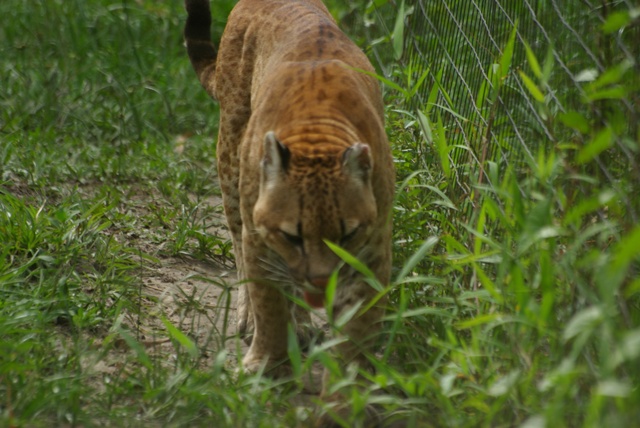 chat guyane